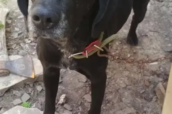 Найден серый пес в Новой Соколовке, Ростовская обл.