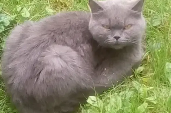 Найден британский кот у подъезда в Некрасовском