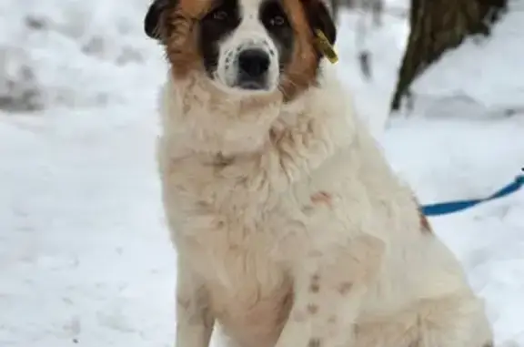 Пропала собака Бэтти из деревни Павлищево, Московская область