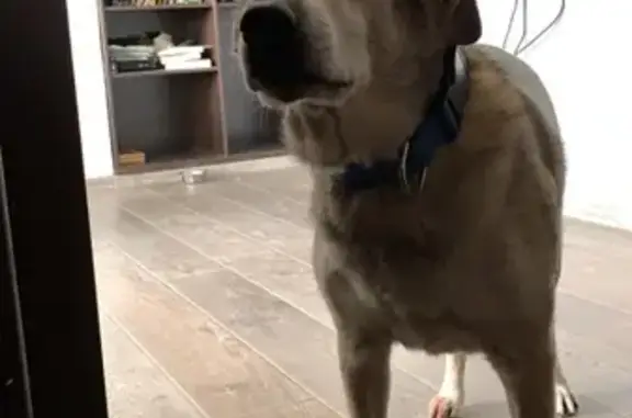 Собаки потеряшки, Москва, фото: Потеряшка собака в Хорошево-Мневниках, ул. Демьяна Бедного, 20к1