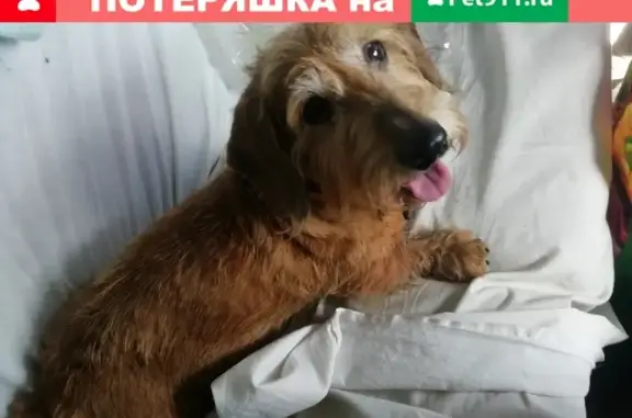 Найдена собака #Красницы, звоните Марии, Гатчина.