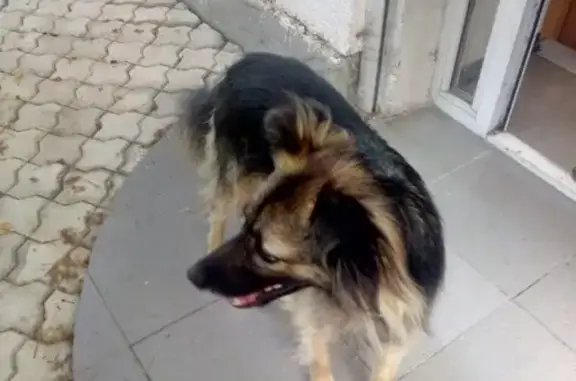 Найдена собака в Севастополе, ул. Академика Крылова, 5