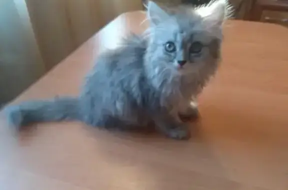 Найдена серая кошка/котенок (Сибирский тракт, Екатеринбург)