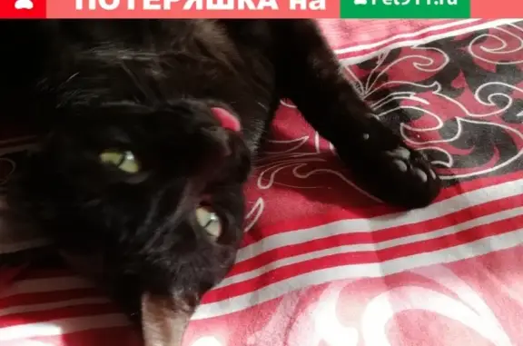 Пропала кошка в селе Каштаны, Сочи #lostpet #пропала_кошка #Сочи