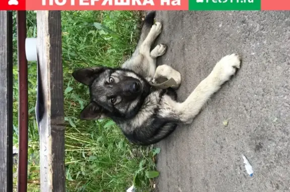 Собака с голубым глазом и ошейником найдена в Томске
