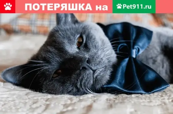 Пропала кошка в районе Царицыно, Казань