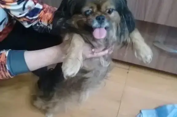 Собака найдена на ул. Малой в Чите