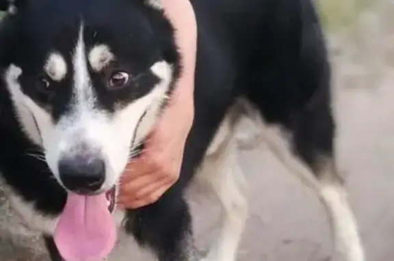 Пропала собака Балу, ищем! (Ковров, Владимирская область)