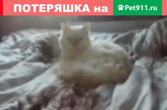 Найден кот на Дегтярево 6 в Кемерово