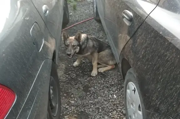 Найдена собака в Строгино