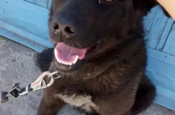 Пропала собака на Приморской ул. в Новосибирске