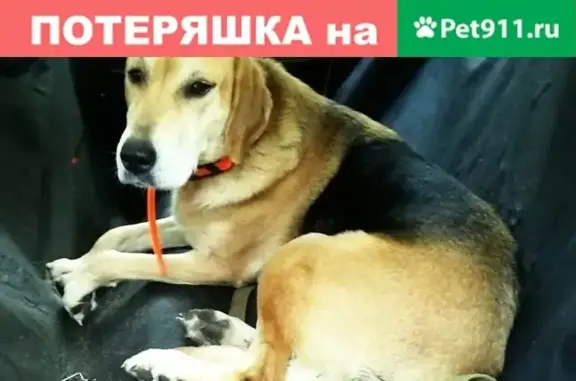 Пропала собака в Балахнинском районе, Россия