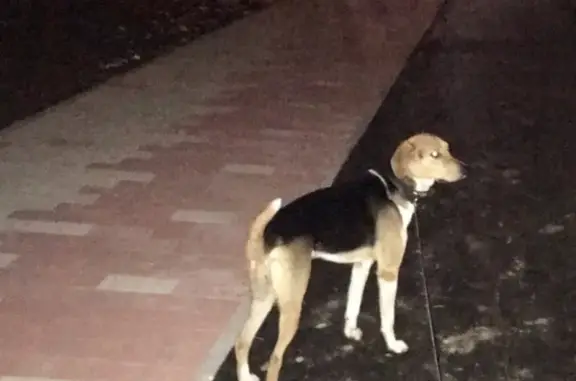 Пропала собака Шон в районе заправки Bp, Московская область