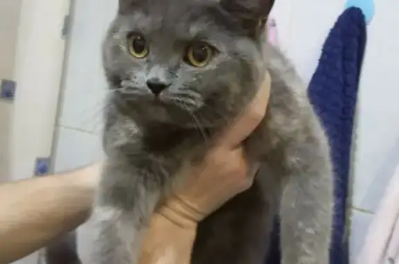 Найдена серая кошка возле Кировского (Екатеринбург)
