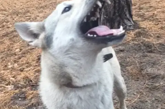 Собаки потеряшки, Пенза, фото: Потеряшка собака Западно-Сибирская Лайка в Пензе