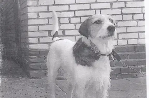 Пропала собака возле 23 школы на улице Пугачева