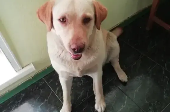 Найдена собака в Якутске, ищу хозяев