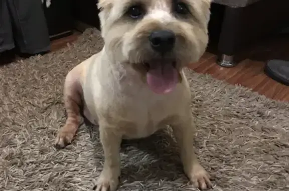 Собаки потеряшки, Москва, фото: Потеряшка собака на Ярославском шоссе 18 (СВАО)