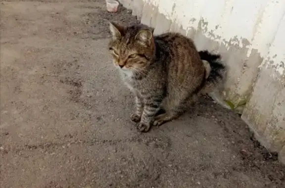 Найдена кошка в Сергаче, ищем хозяина