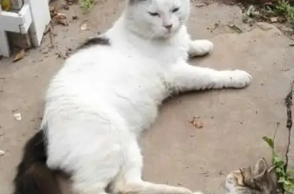 Пропала кошка в Нытве на улице Завьялова