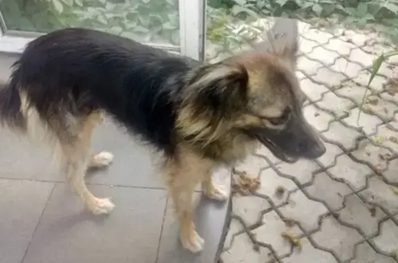 Собака с ошейником на ул. Академика Крылова, Севастополь