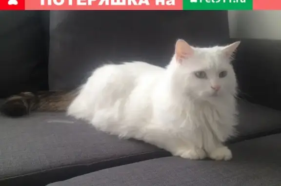 Кот найден на станции Калитники, Москва.