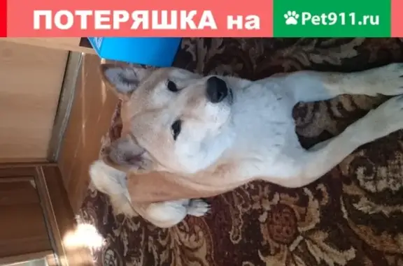 Пропала собака Сиба ину, Иркутск, СНТ Тихая Пристань
