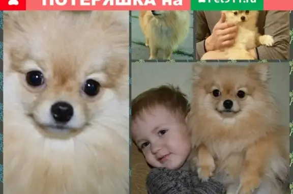 Пропала собака в Шпаковском районе, вознаграждение обещаем