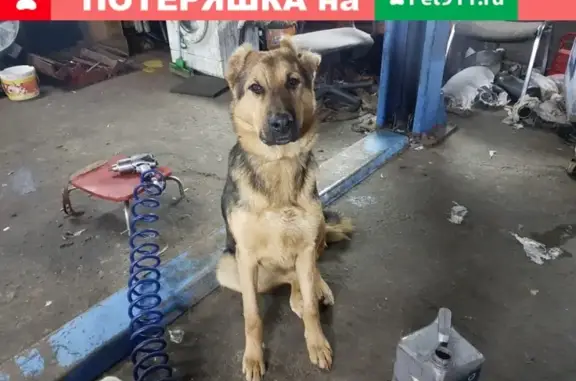 Пропала собака Дина в Сочи