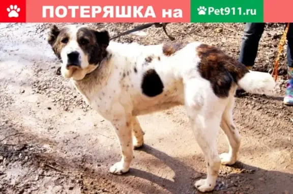 Пропала собака породы алабай в Казани, Республика Татарстан