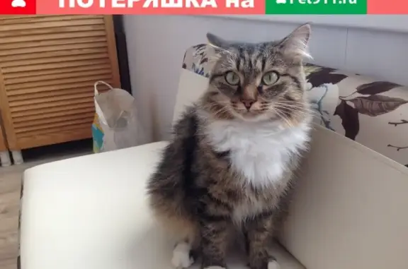 Найдена кошка на ул. Опалихинской, Екатеринбург