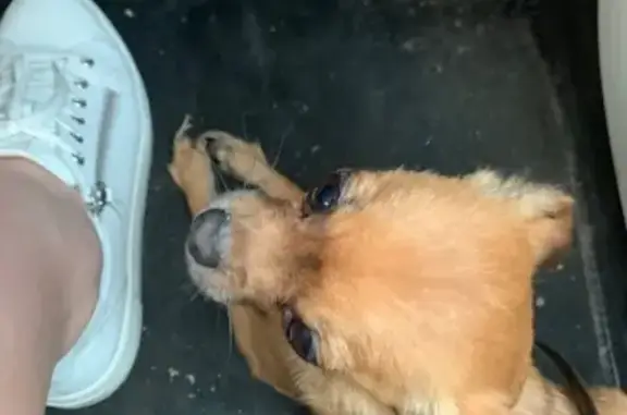 Найдена маленькая собака на заправке Башнефть, Ижевск