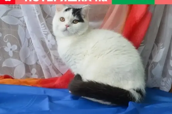 Пропал кот, белый с черными пятнами, Черникова 23, кв.40, Ростовская область