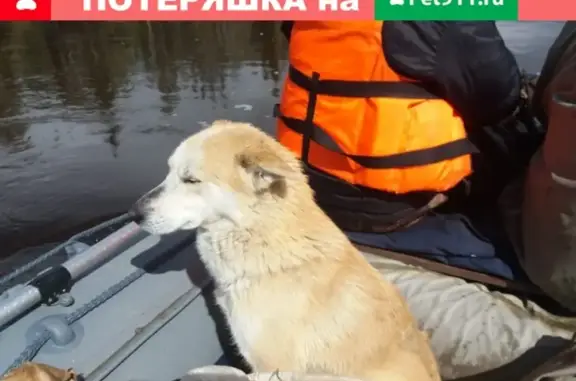 Пропала собака Север в Мирном, Якутия