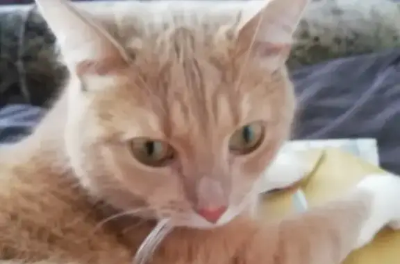 Кошки потеряшки, Санкт-Петербург, фото: Потеряшка кошка Сеня в поселке Воейково