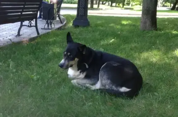 Найдена собака на Украинском бульваре в Москве