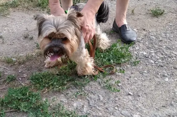 Найдена собака в с. Покровском, Каменский район