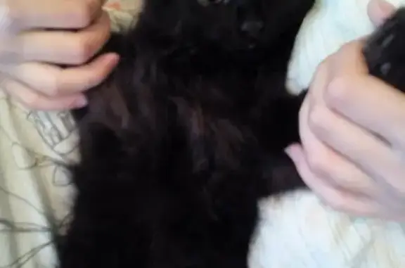 Кошки потеряшки, Киров, фото: Потеряшка котенок в районе Пролетарская 42 или Мира, Киров