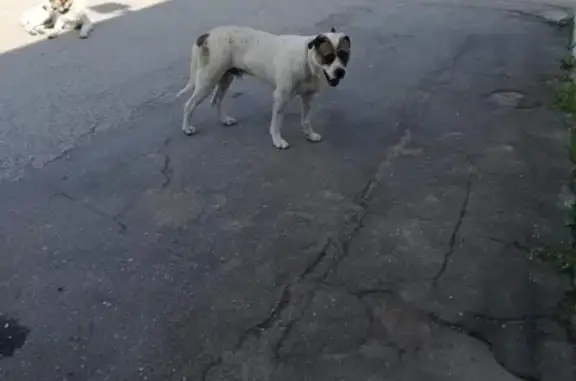 Найдены собаки в Серпухове #потеряшки