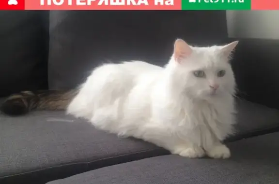 Найдена кошка на станции Калитники, Москва