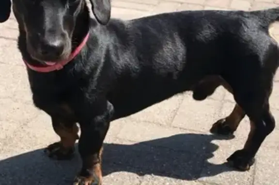 Собаки потеряшки, Калининград, фото: Потеряшка пёс возле Советского проспекта, ищет хозяина (Калининград)