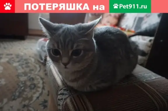 Пропала кошка Шура, ул. Совхозная, Петрозаводск #Помогите