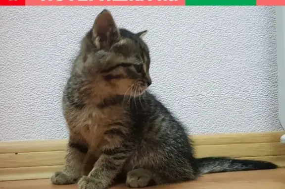 Найден котенок на объездной дороге в Мурманске