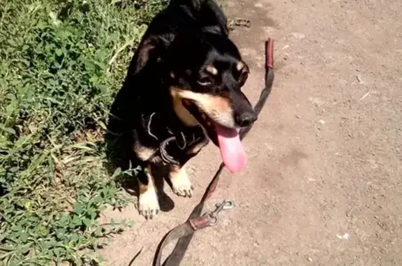 Собака найдена на остановке Л.Чайкиной, Челябинск.
