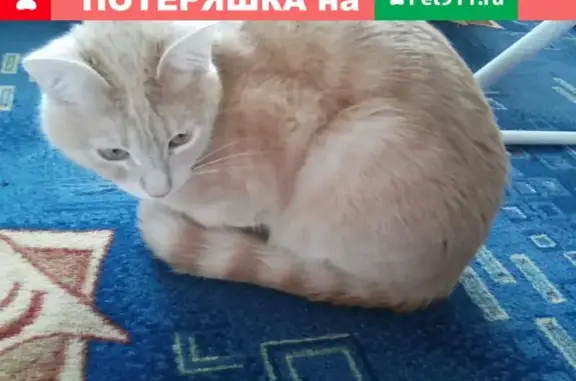 Пропала кошка в Каменск-Уральском!
