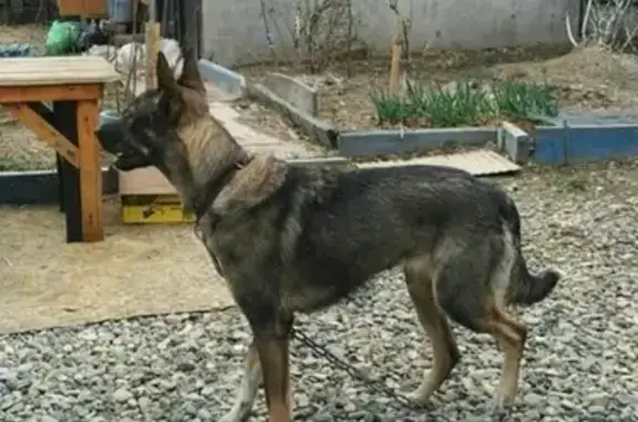 Пропала собака Герда, район 2 речки, Владивосток