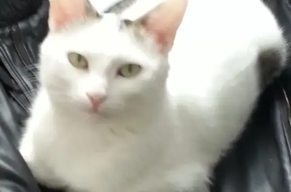 Пропала кошка в Муравленко, серый хвост с сердечком на боку.
