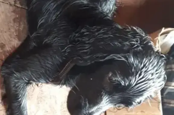 Найдена собака Кокер спаниель на ильинском кладбище!