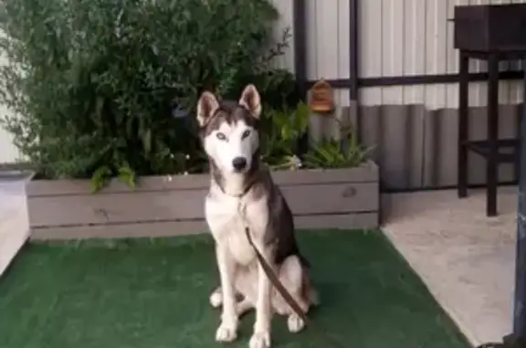 Найдена собака, Растопуловка, фото: Хаска найдена в селе Растопуловка, Астраханская область