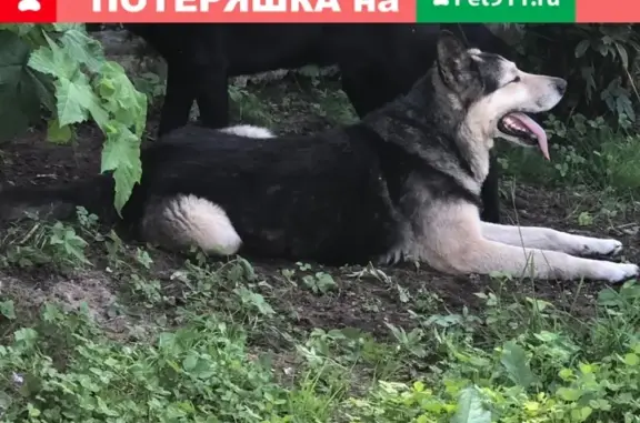 Найдена собака в Бернгардовке, Ленобласть, возраст 2-3 года